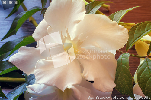 Image of White oleander flower closeup.