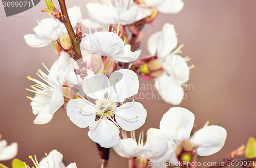 Image of Branch of a blossoming apricot tree.