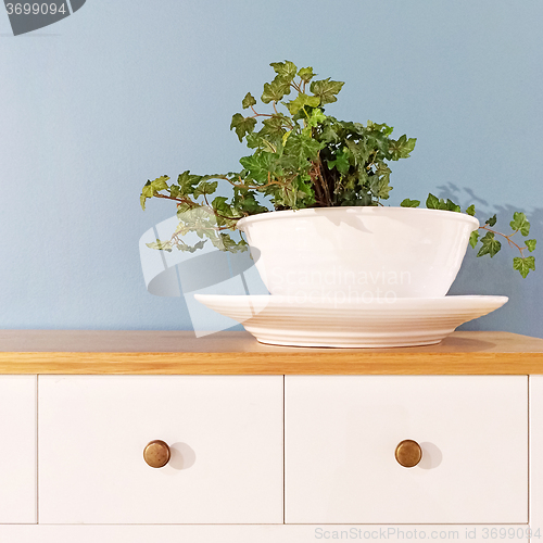 Image of Green plant in a decorative white pot
