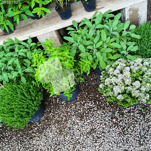 Image of Green plants on gravel background