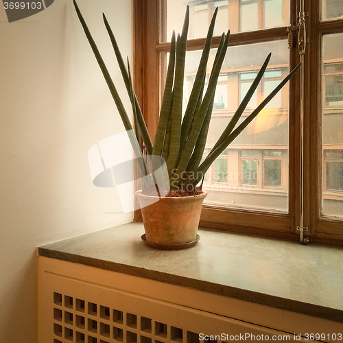 Image of Sansevieria plant on a window sill