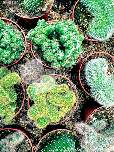 Image of Succulents and cactus plants in pots