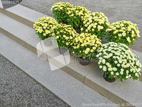 Image of Yellow chrysanthemums on stone steps