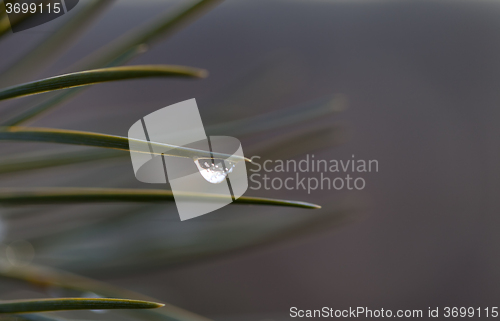 Image of Water drop on pine-needle