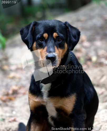 Image of Dog with sad eyes in forest