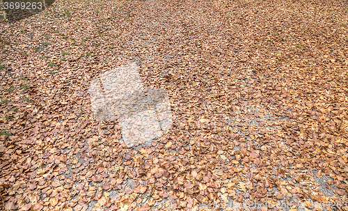 Image of Autumn Leaves Carpet