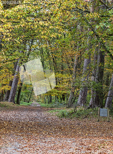 Image of Autumn Path