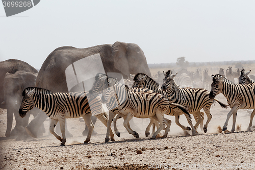 Image of crowded waterhole with Elephants