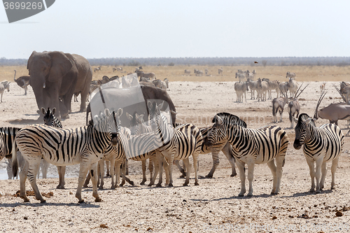 Image of crowded waterhole with Elephants