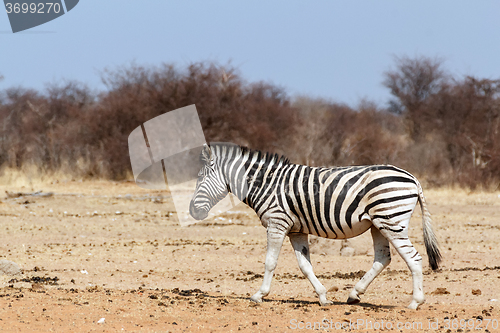 Image of Zebra in african bush