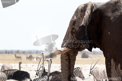 Image of African elephants drinking at waterhole