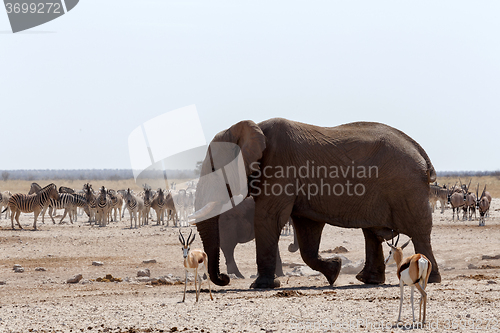 Image of crowded waterhole with Elephants