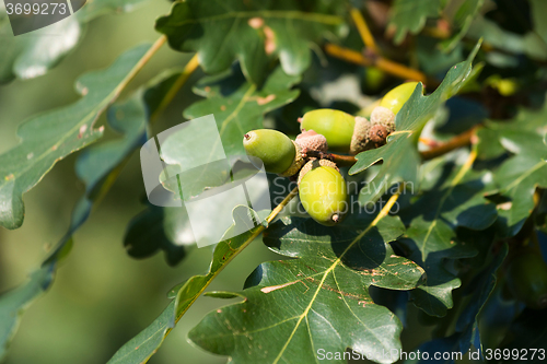 Image of gree oak acorn