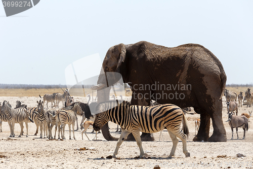 Image of crowded waterhole with Elephants