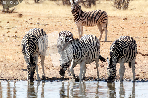 Image of Zebra in african bush