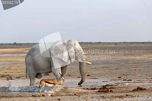 Image of White african elephants in Etosha