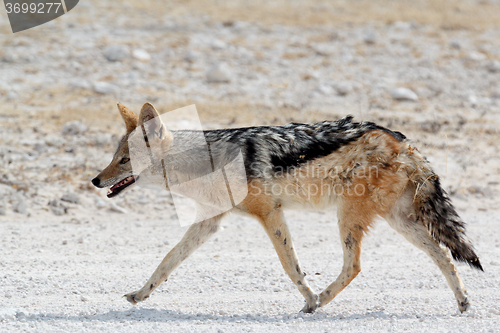 Image of black-backed jackal Etosha