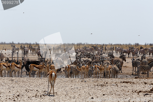 Image of crowded waterhole with wild animals