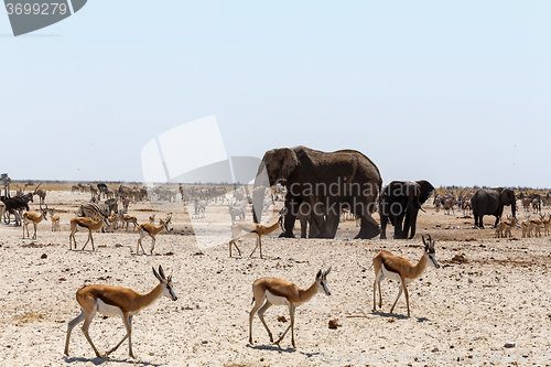 Image of crowded waterhole with Elephants