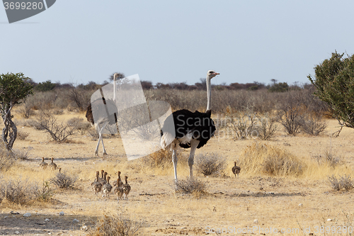 Image of Family of Ostrich with chickens, Namibia