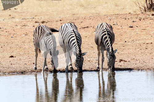 Image of Zebra in african bush