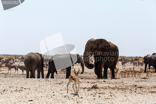 Image of crowded waterhole with Elephants