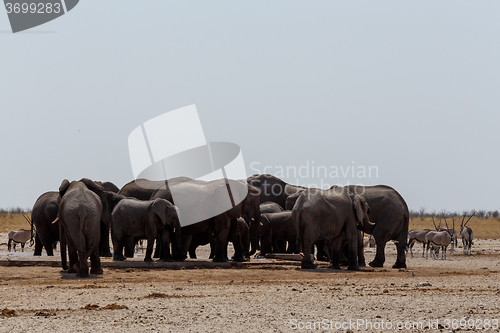 Image of crowded waterhole with Elephants