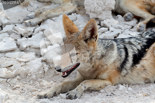 Image of black-backed jackal Etosha