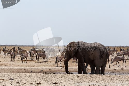 Image of crowded waterhole with Elephants