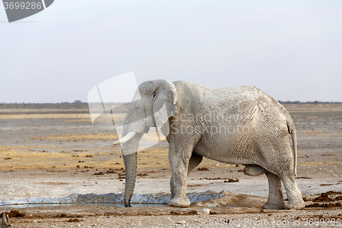 Image of White african elephants in Etosha