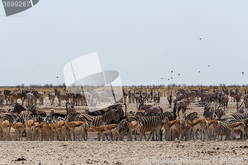 Image of crowded waterhole with wild animals