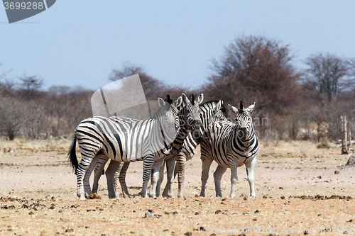 Image of Zebra in african bush