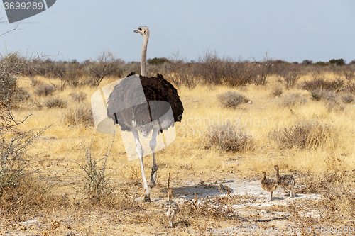 Image of Family of Ostrich with chickens, Namibia