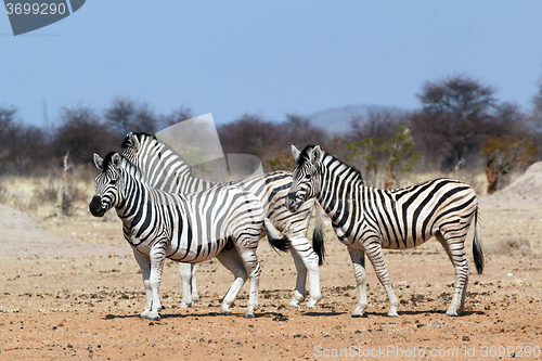 Image of Zebra in african bush