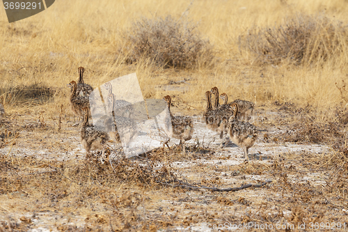 Image of Family of Ostrich chickens