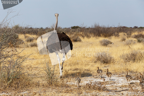 Image of Family of Ostrich with chickens, Namibia