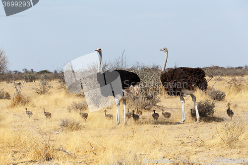 Image of Family of Ostrich with chickens, Namibia