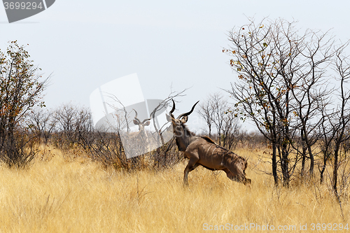 Image of Kudu on way to waterhole