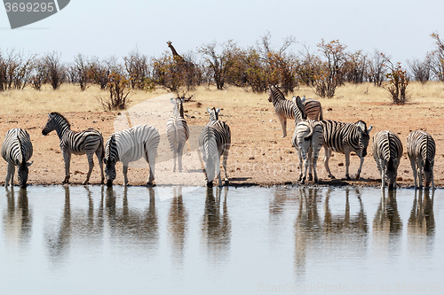 Image of Zebra in african bush