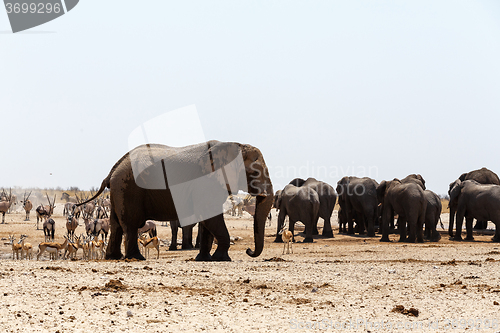 Image of crowded waterhole with Elephants