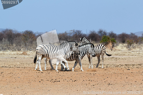 Image of Zebra in african bush