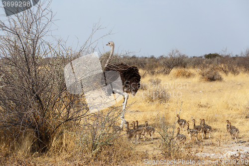 Image of Family of Ostrich with chickens, Namibia