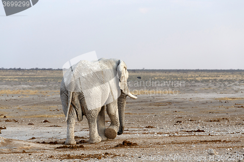 Image of White african elephants in Etosha