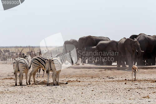 Image of crowded waterhole with Elephants