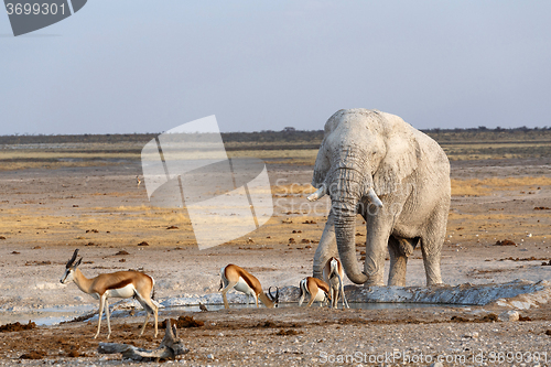 Image of White african elephants in Etosha