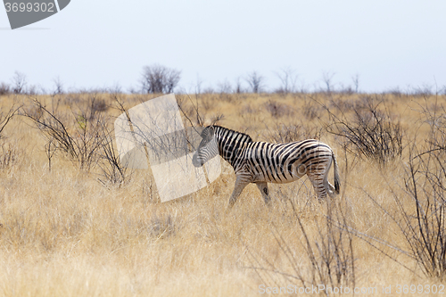 Image of Zebra in african bush