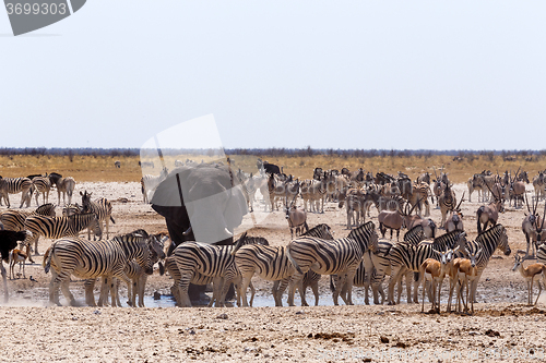 Image of crowded waterhole with Elephants