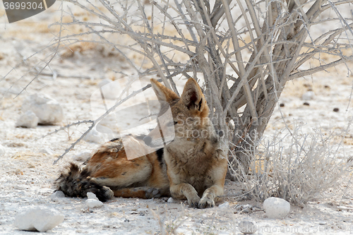 Image of black-backed jackal Etosha