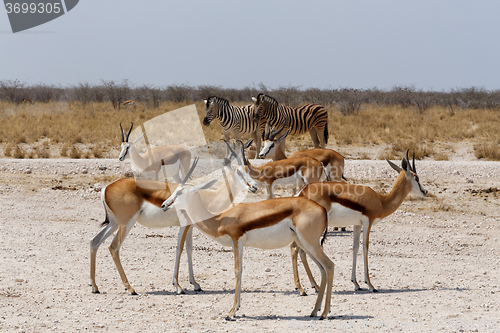 Image of herd of springbok in Etosha