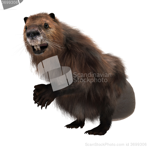 Image of North American Beaver